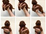 Toypoodle Kusursuz Yavrular