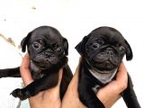 Mükemmel Kalite Pug Yavrular