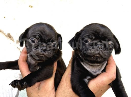 Mükemmel Kalite Pug Yavrular görsel