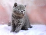 Topaç Kafa Gri British Shorthair