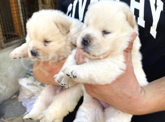 Chow Chow Rezervasyona Açık Yavrular görsel
