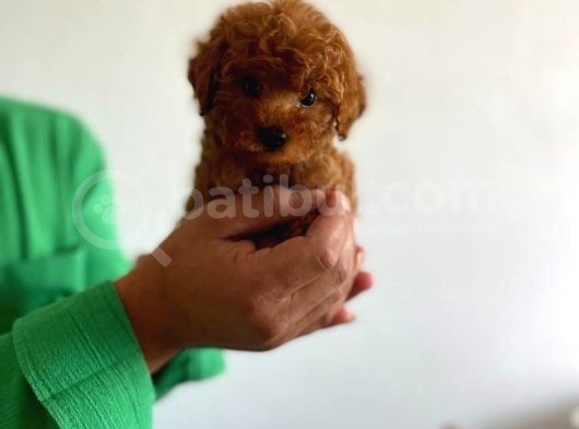 Yurt İçi Yurt Dışı Gönderim Imkanı Sağladığımız Irk Garantili Toy Poodle Yavrular görsel