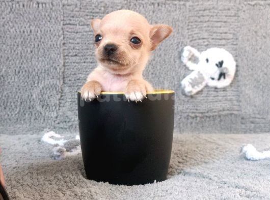 Tea Cup Şivava