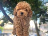 Kivir Kivir Poodle Yavrulari