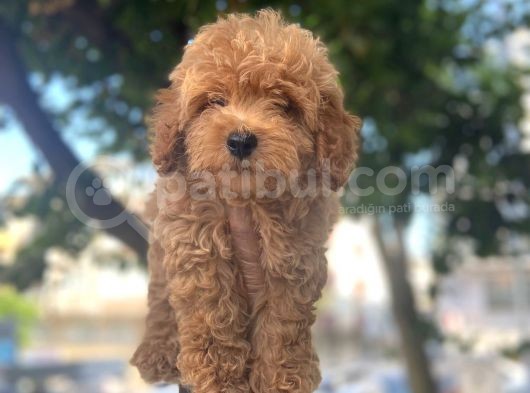 Kivir Kivir Poodle Yavrulari görsel