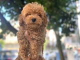 KIVIR KIVIR POODLE YAVRULARI