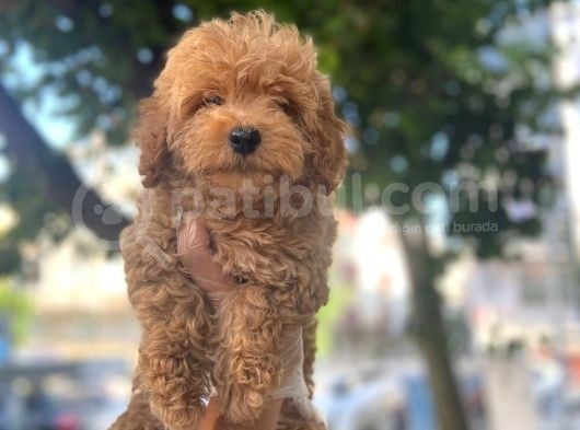 Kivir Kivir Poodle Yavrulari