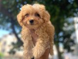 Gülen Yüz Safkan Malti̇poo Yavrulari