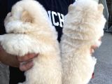 Chow Chow Rezervasyona Açık Yavrular