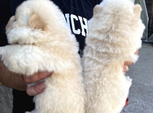 Chow Chow Rezervasyona Açık Yavrular görsel