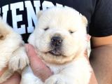 Chow Chow Rezervasyona Açık Yavrular