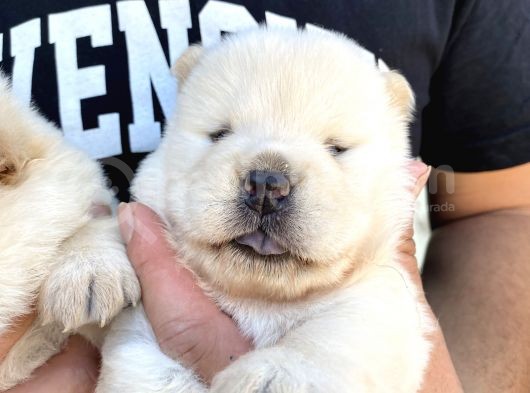 Chow Chow Rezervasyona Açık Yavrular görsel