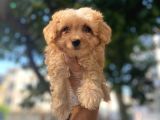 GÜLEN YÜZ SAFKAN MALTİPOO YAVRULARI