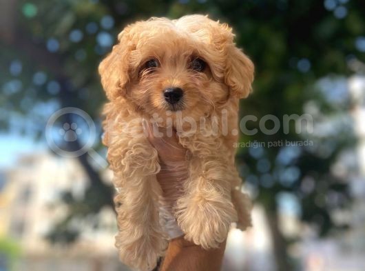Gülen Yüz Safkan Malti̇poo Yavrulari