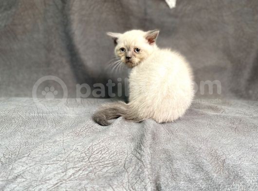 Bluepoi̇nt Bri̇ti̇sh Yavrularimiz Gelmi̇şti̇r görsel
