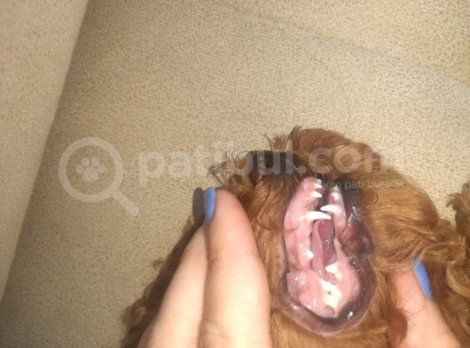 Toy Poodle Üst Kalite görsel