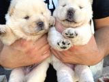 Chow chow rezervasyona açık yavrular