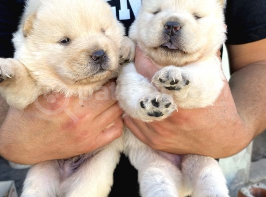 Chow Chow Rezervasyona Açık Yavrular
