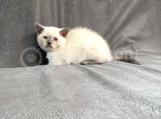 Bluepoi̇nt Bri̇ti̇sh Yavrularimiz Gelmi̇şti̇r görsel