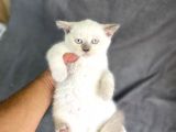 Bluepoi̇nt Bri̇ti̇sh Yavrularimiz Gelmi̇şti̇r