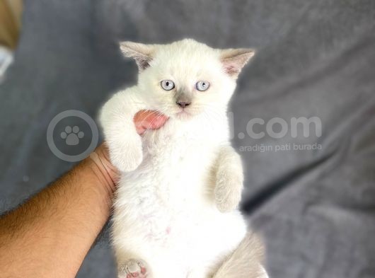 Bluepoi̇nt Bri̇ti̇sh Yavrularimiz Gelmi̇şti̇r görsel
