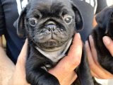 Mükemmel Kalite pug yavrular