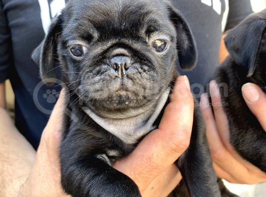 Mükemmel Kalite Pug Yavrular