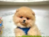 Merhaba Ben Pomeranian