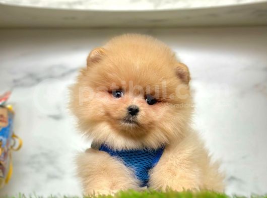 Merhaba Ben Pomeranian görsel