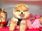 Merhaba Ben Pomeranian