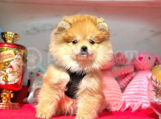 Merhaba Ben Pomeranian görsel