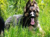 Scr Li Anne Babanın Scr Li Muhteşem Yavrulari