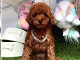 Adını sen koy poodle