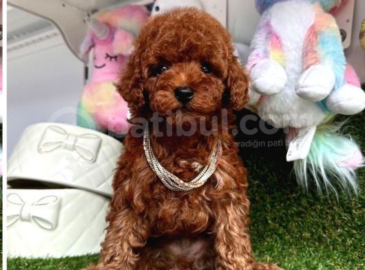 Adını Sen Koy Poodle