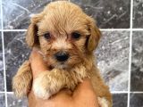 MALTİPO CİNSİ 