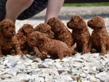 Adını Sen Koy Poodle