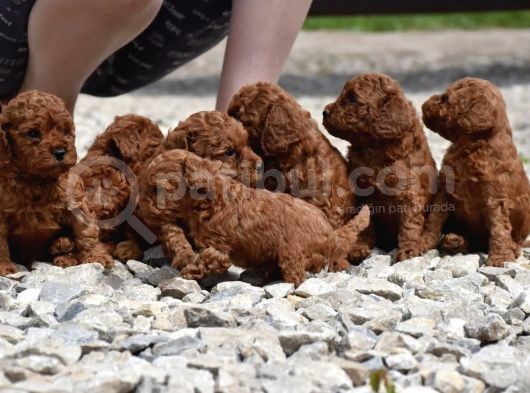 Adını Sen Koy Poodle görsel