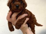 Toypoodle kusursuz yavrular