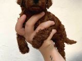 Toypoodle Kusursuz Yavrular