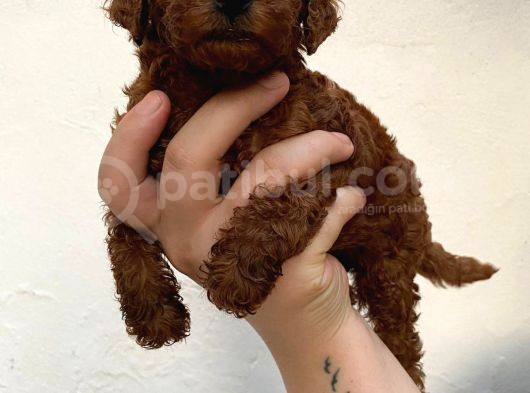 Toypoodle Kusursuz Yavrular görsel