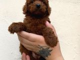 Toypoodle Kusursuz Yavrular