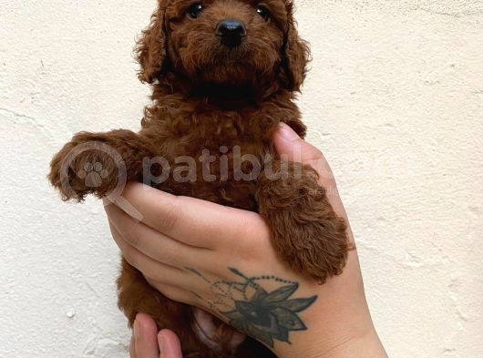Toypoodle Kusursuz Yavrular görsel