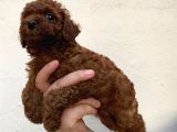 Toypoodle Kusursuz Yavrular