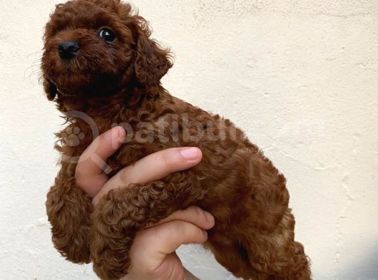 Toypoodle Kusursuz Yavrular görsel