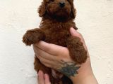Toypoodle Kusursuz Yavrular
