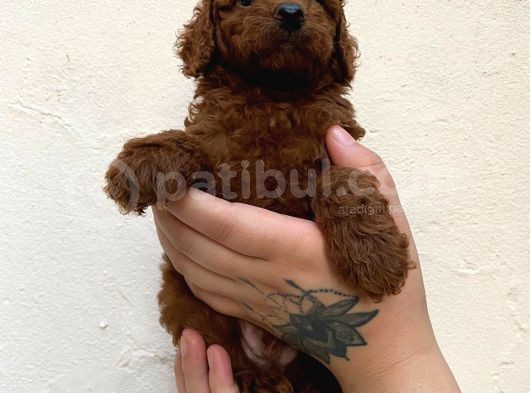 Toypoodle Kusursuz Yavrular görsel