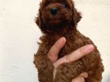 Toypoodle Kusursuz Yavrular