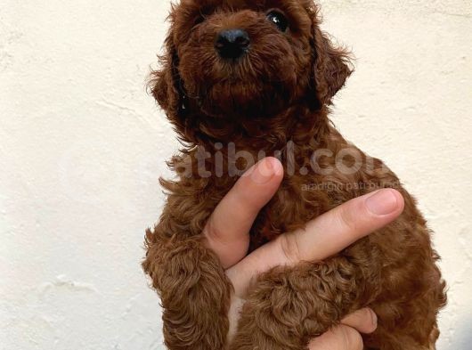 Toypoodle Kusursuz Yavrular görsel