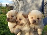 Her Ile Gönderim Imkanımız Olan Irk Garantili Chow Chow Yavrularımız