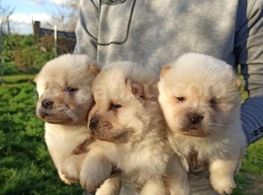 Her Ile Gönderim Imkanımız Olan Irk Garantili Chow Chow Yavrularımız görsel